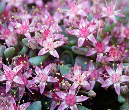 SEDUM OBTUSIFOLIUM LISTONIAE STONECROP Phedimus Obtusifolius – 200 Bulk Seeds