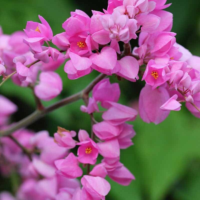 CORAL VINE SEEDS (Antigonon Leptopus) “Mexican Love Vine” Pink Flower