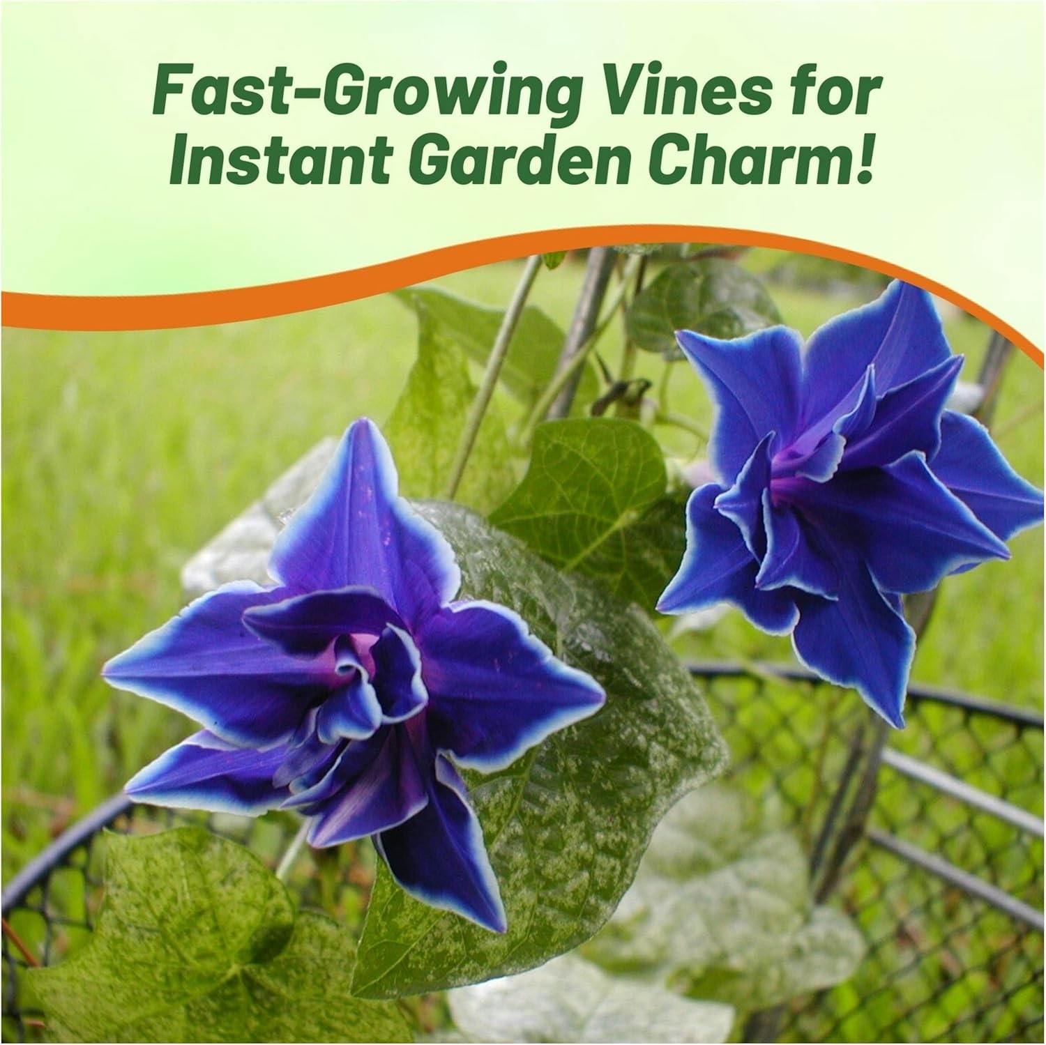 50 Seeds Blue Morning Glory Seeds For Planting | Ipomoea Nil Picotee Flower Seed