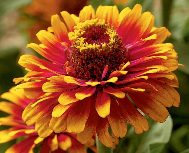 South of the Border Mix Zinnia Seeds | Red Yellow Sombrero Flower Seed New 2025