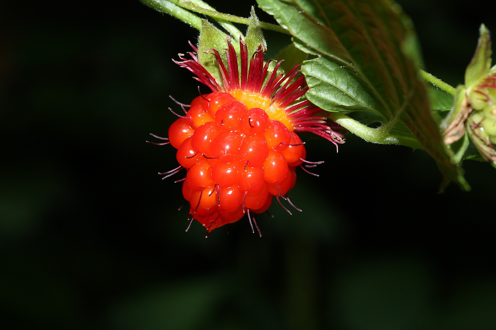 Rubus spectabilis SALMON BERRY Fruit Seeds