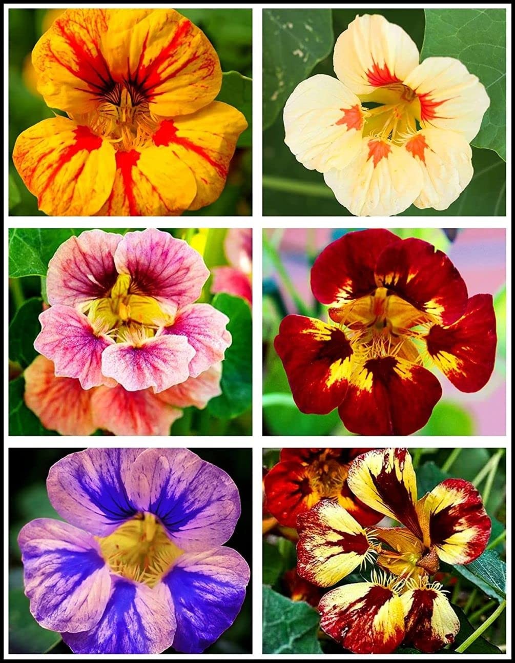 50 Pcs Nasturtium (Tropaeolum Nanum) Flower Seeds Non-GMO Plant