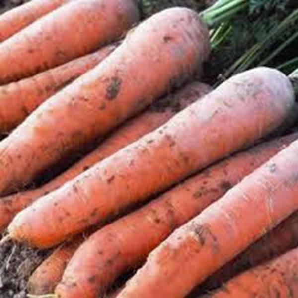 CARROT, SCARLET NANTES, HEIRLOOM, 500+ SEEDS, TASTY CARROT FOR SNACKS