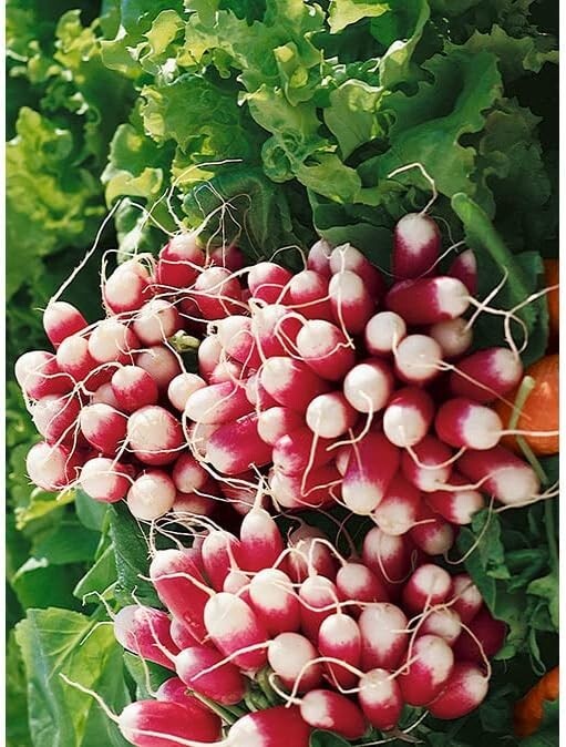 French Breakfast Summer Radish Seeds for Planting (200 Seeds)
