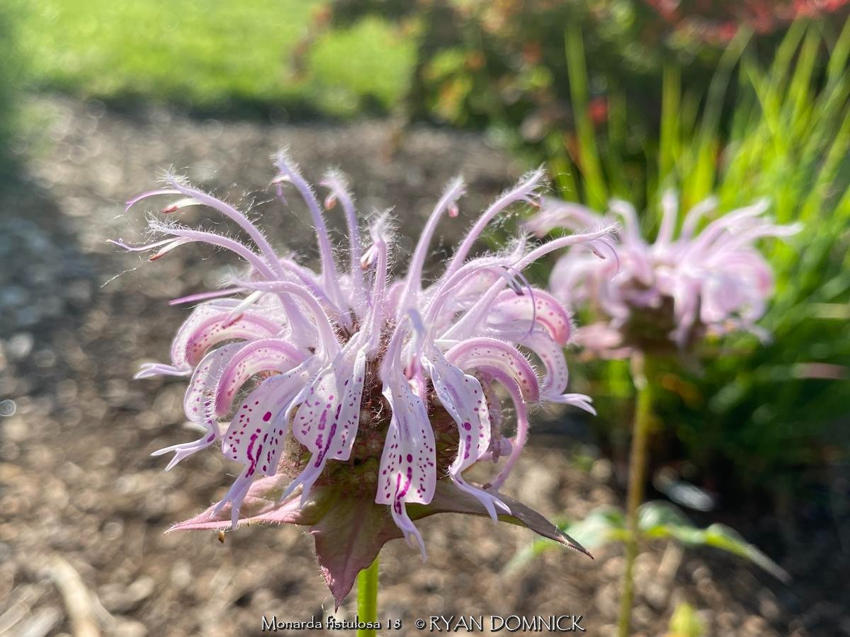 BULK SEEDS!…Monarda fistulosa…Native Beebalm/Wild Bergamot…QTY/bag=250