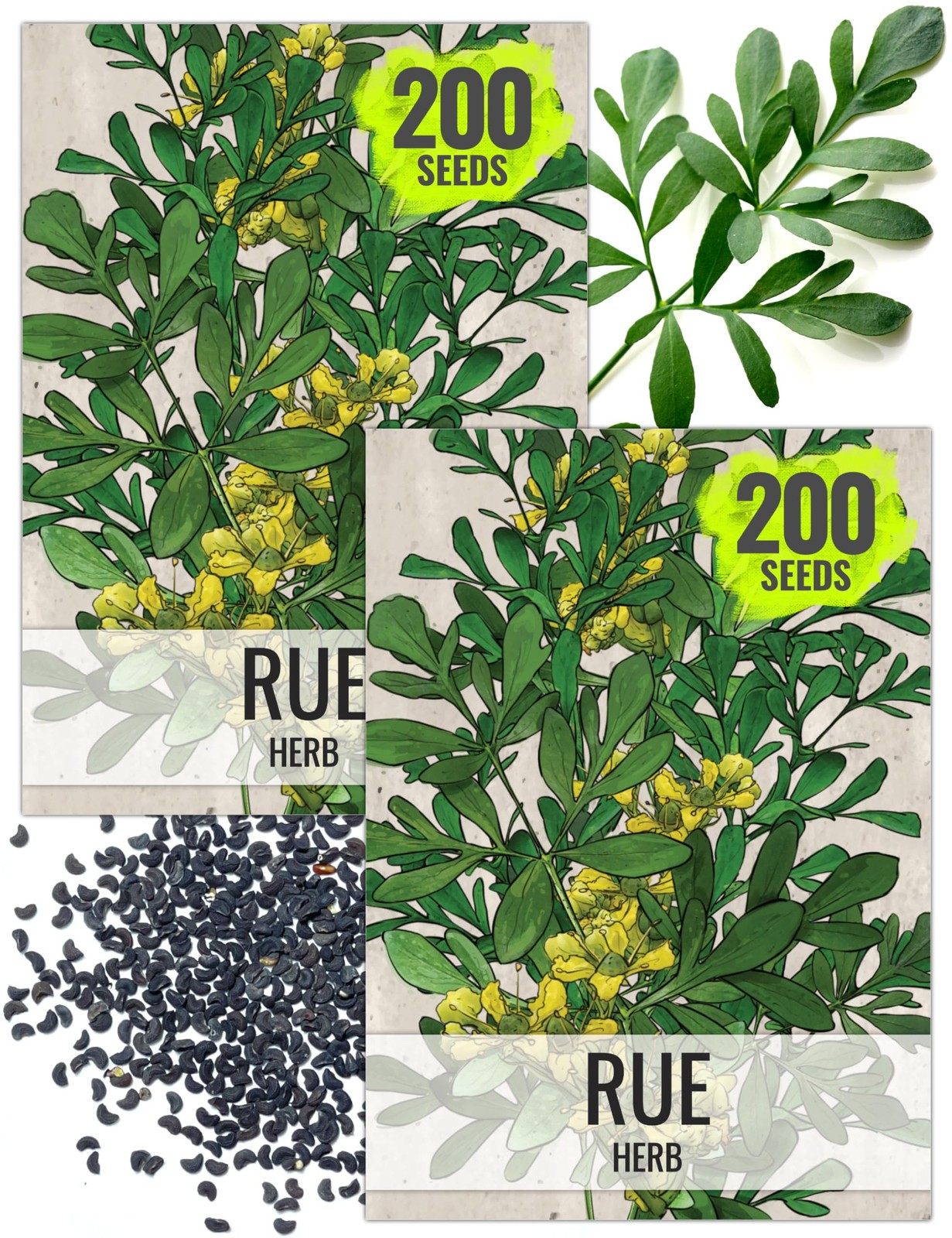 Rue Seeds NonGMO Heirloom Perennial Herb for Medicinal Garden 2 Packs