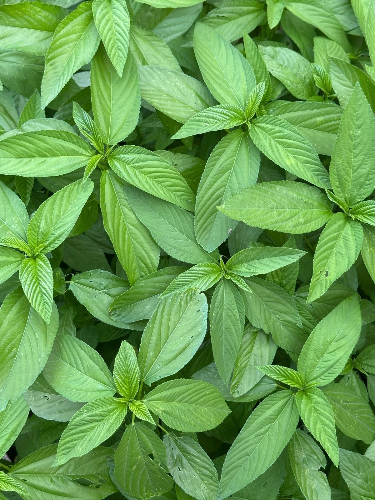 Paat Shak Bangladeshi Jute Seeds ( 10 Grams ), Egyptian Spinach Edible Jute Leaf