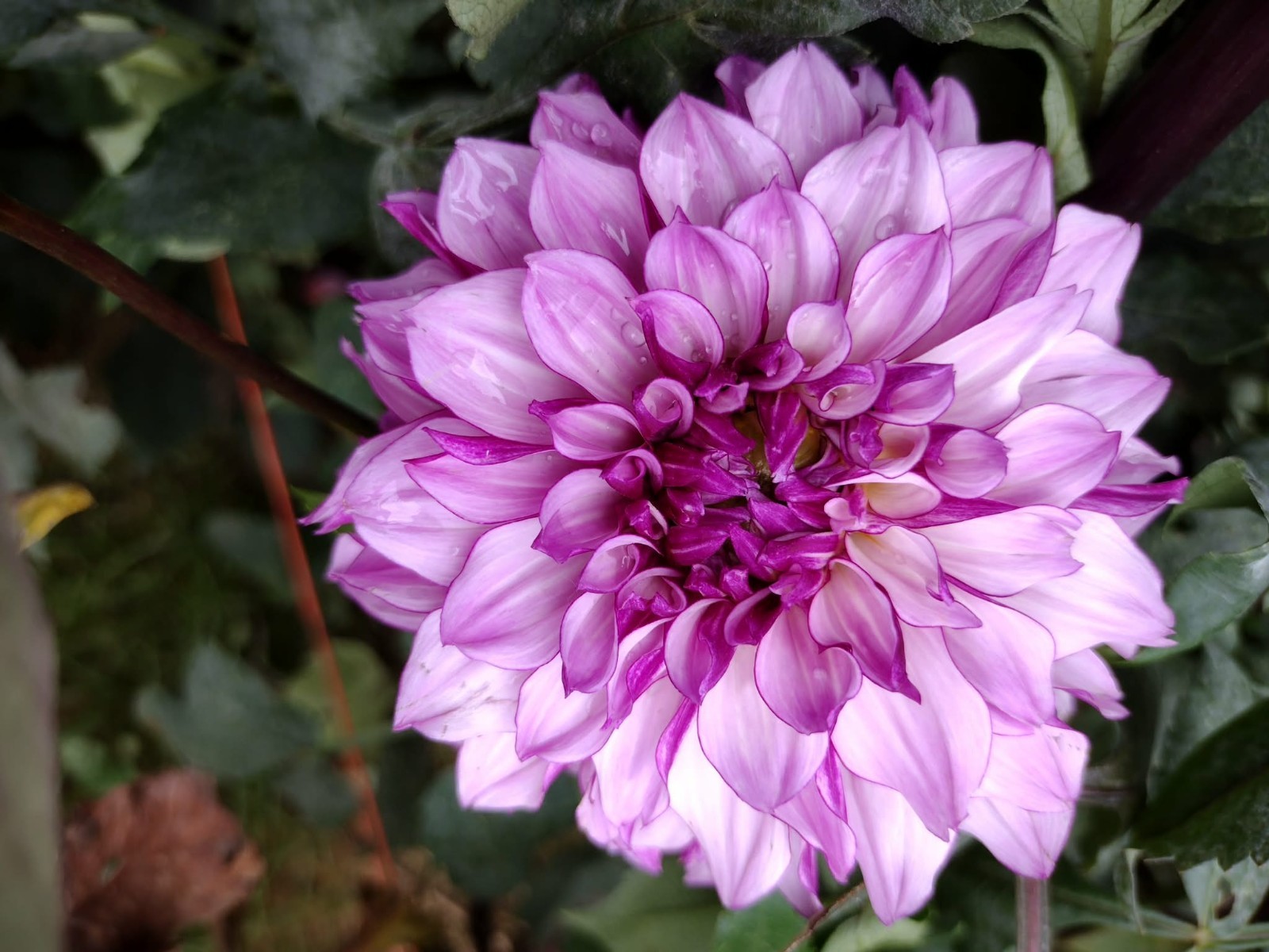 Home Grown Dahlia Flower Tuber Bulb Bundle Lot 10-50 Grower’s Choice Tubers
