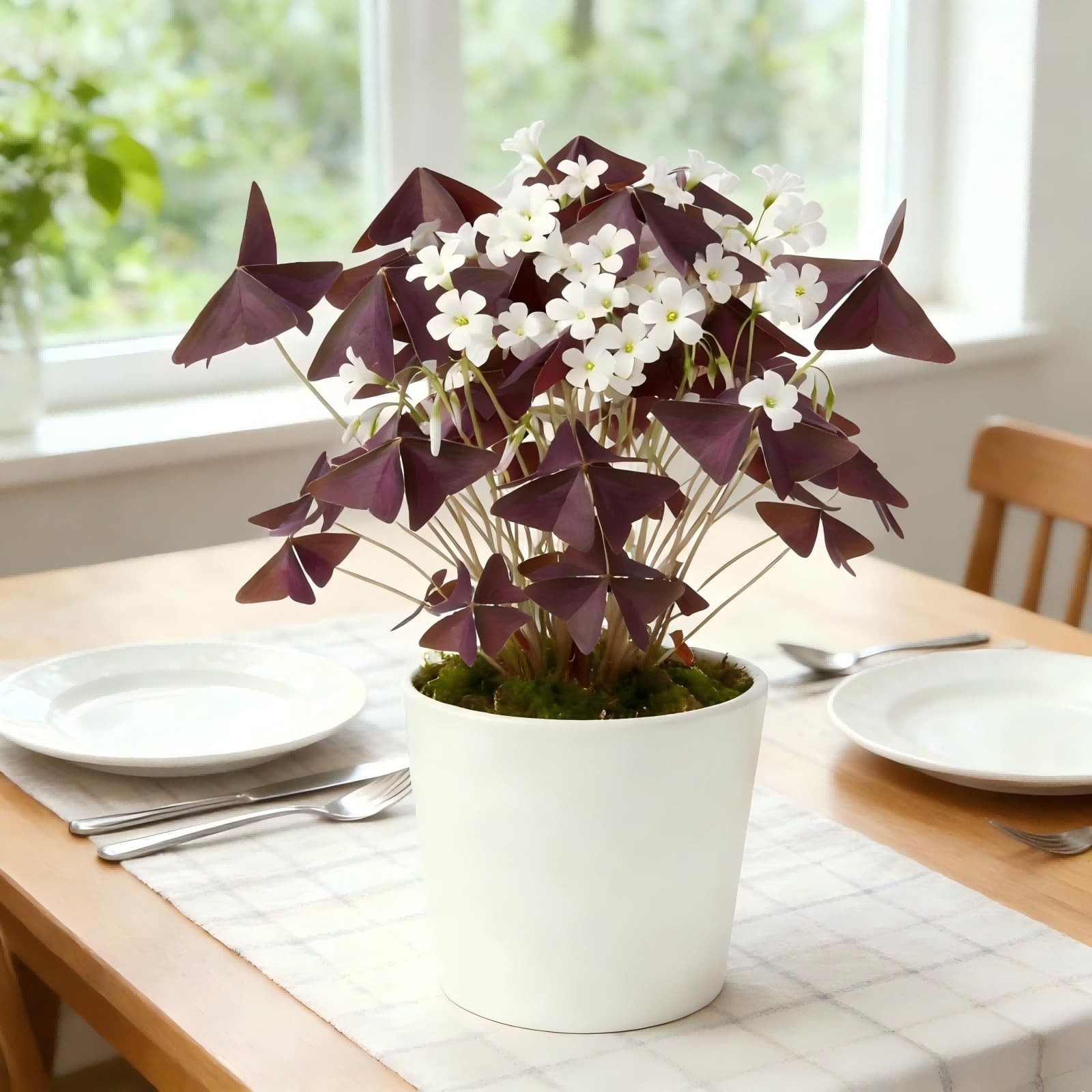 10 Bulbs Oxalis Triangularis, Purple Shamrocks Flowers for Home Garden Indoor…