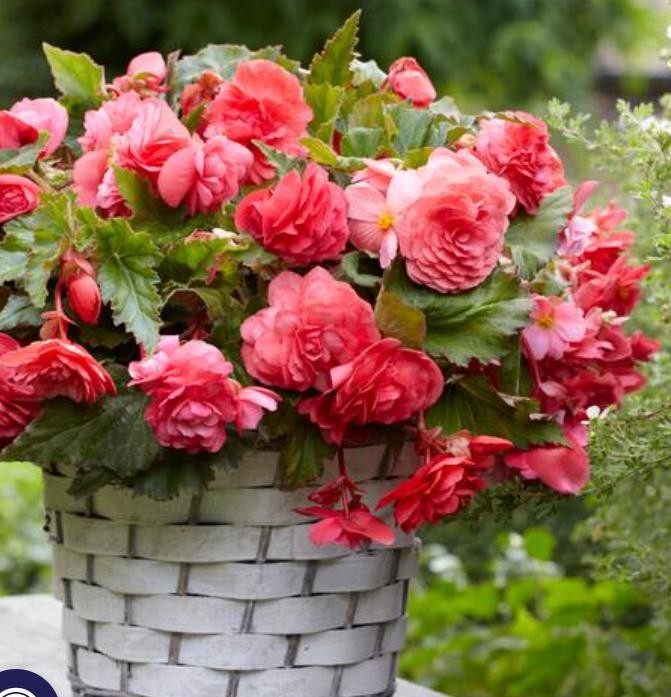 PINK DELIGHT Begonia Odorata Bulb-Top Size 5/6 cm