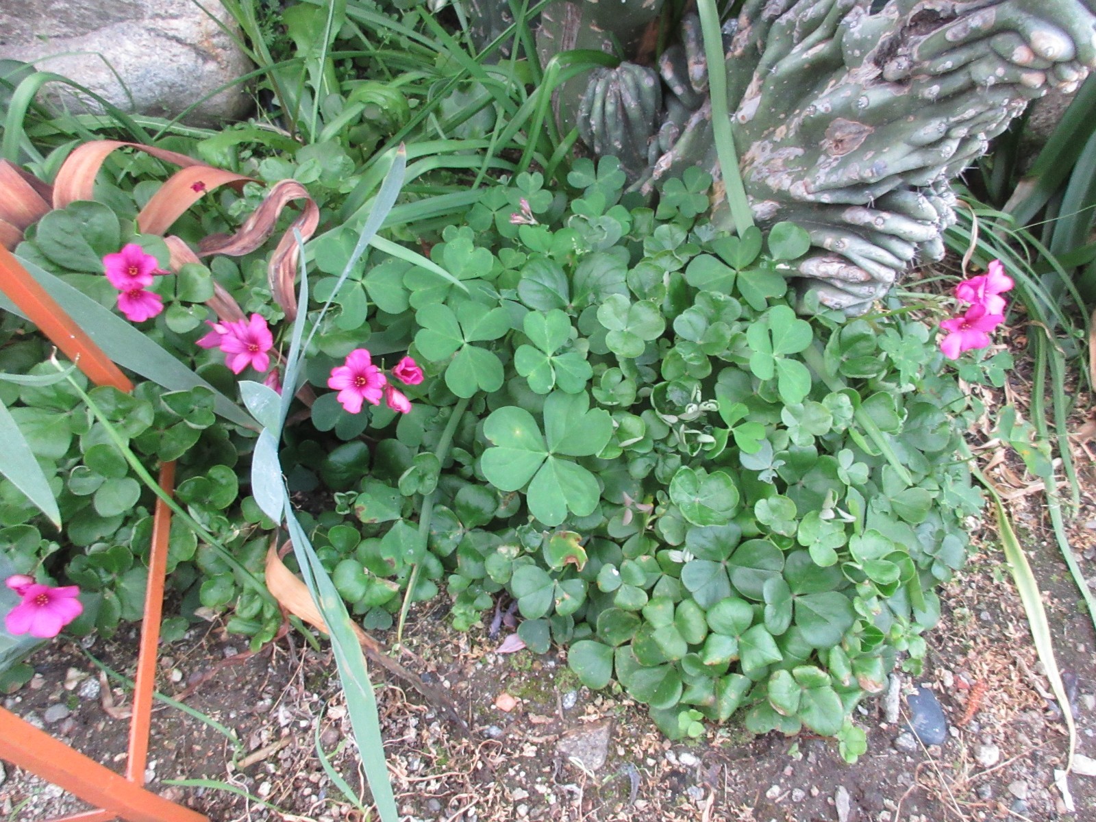Oxalis brasiliensis 10 Large bulbs