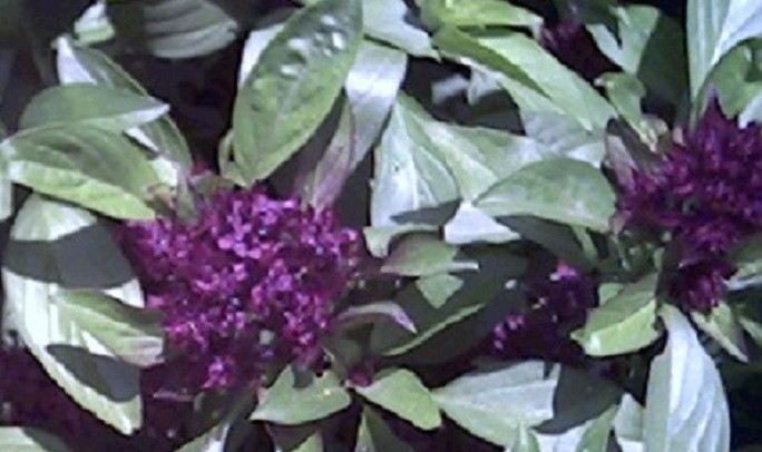 250 Basil Seeds Siam Queen Herb Seeds Spicy Basil