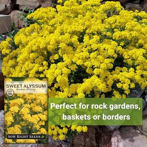 – Sweet Alyssum Basket of Gold Flower Seeds for Planting – Perennial Garden 4