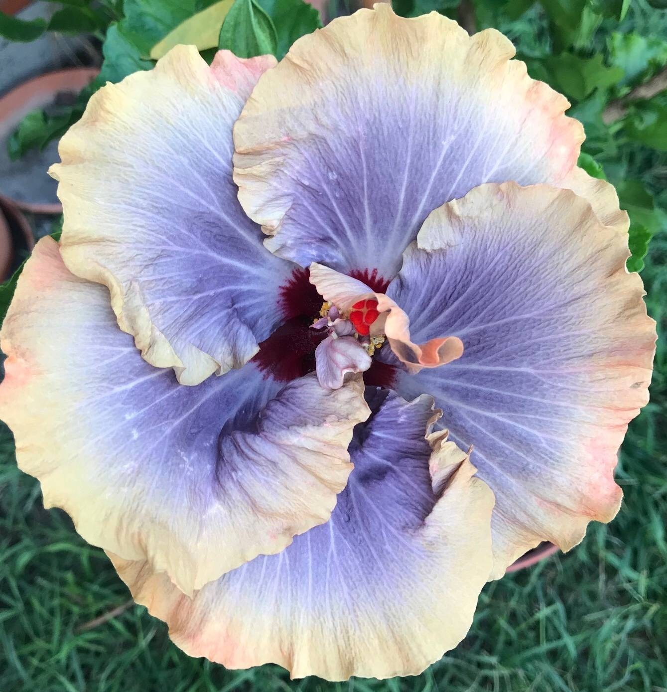 Unique/rare hibiscus Tahitian Moody Blue- 3 cuttings, no roots / imported/