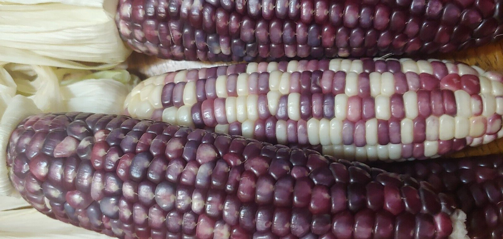 22 Purple & White Sticky Waxy Corn Glutinous Organic Corn Seeds NON GMO