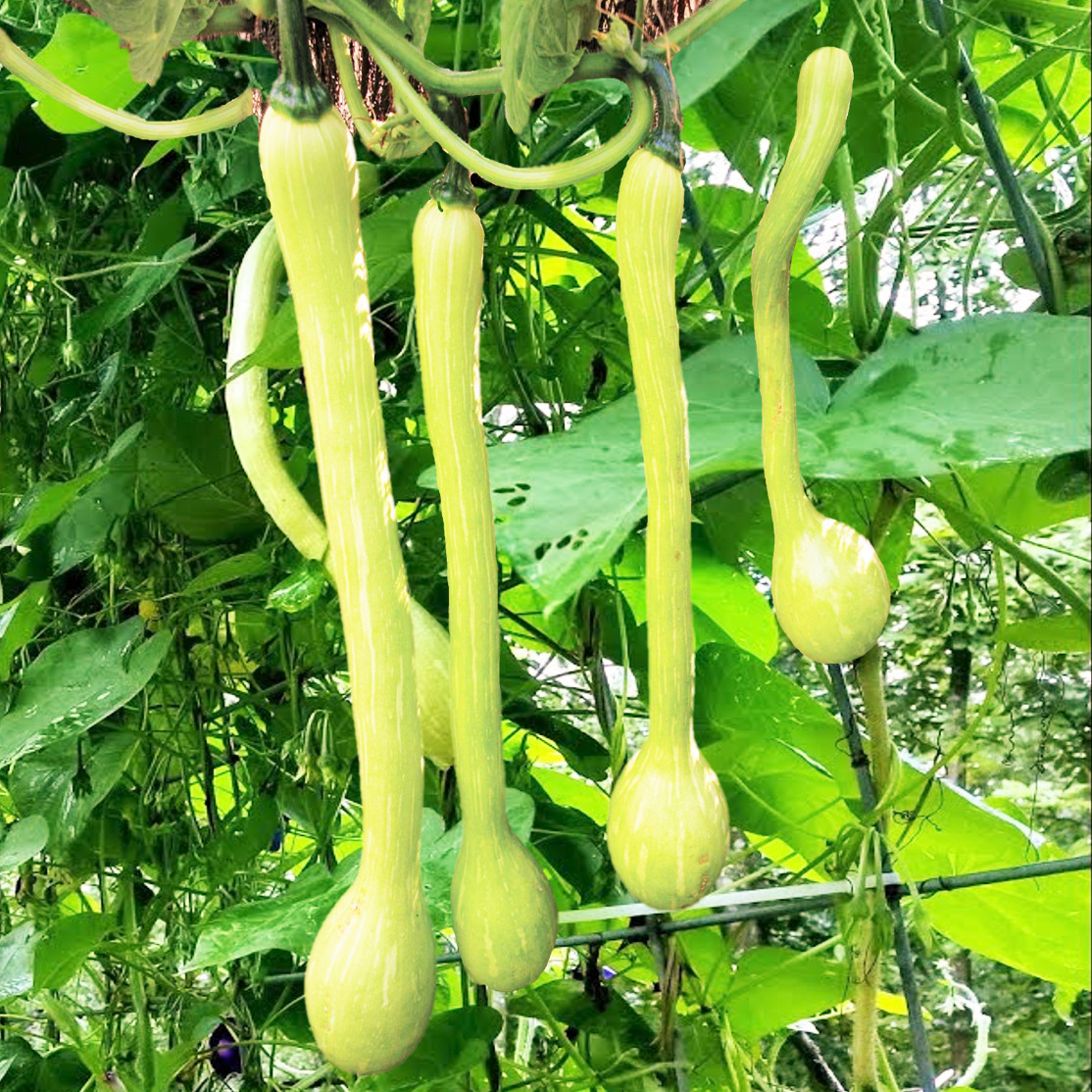 Tromboncino Squash Seeds | Italian Zuchetta Cucuzzi Snake Gourd Bottle Seed 2023