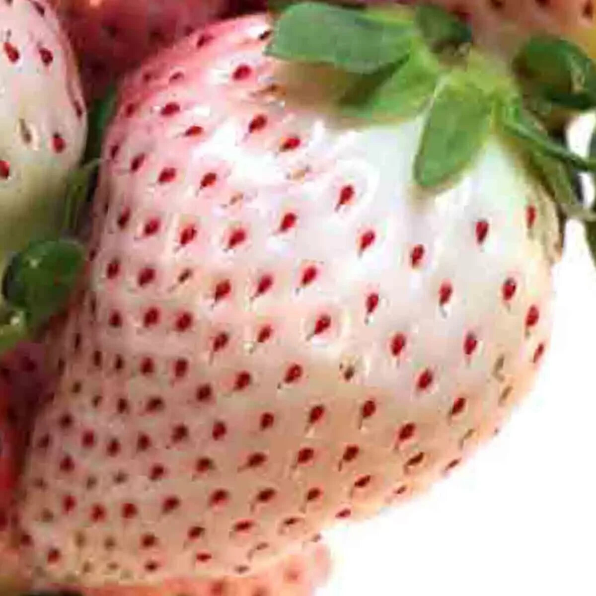 Strawberry Seeds – Vesca White – 150 Seeds Non-Gmo , Heirloom fruit seeds USA!