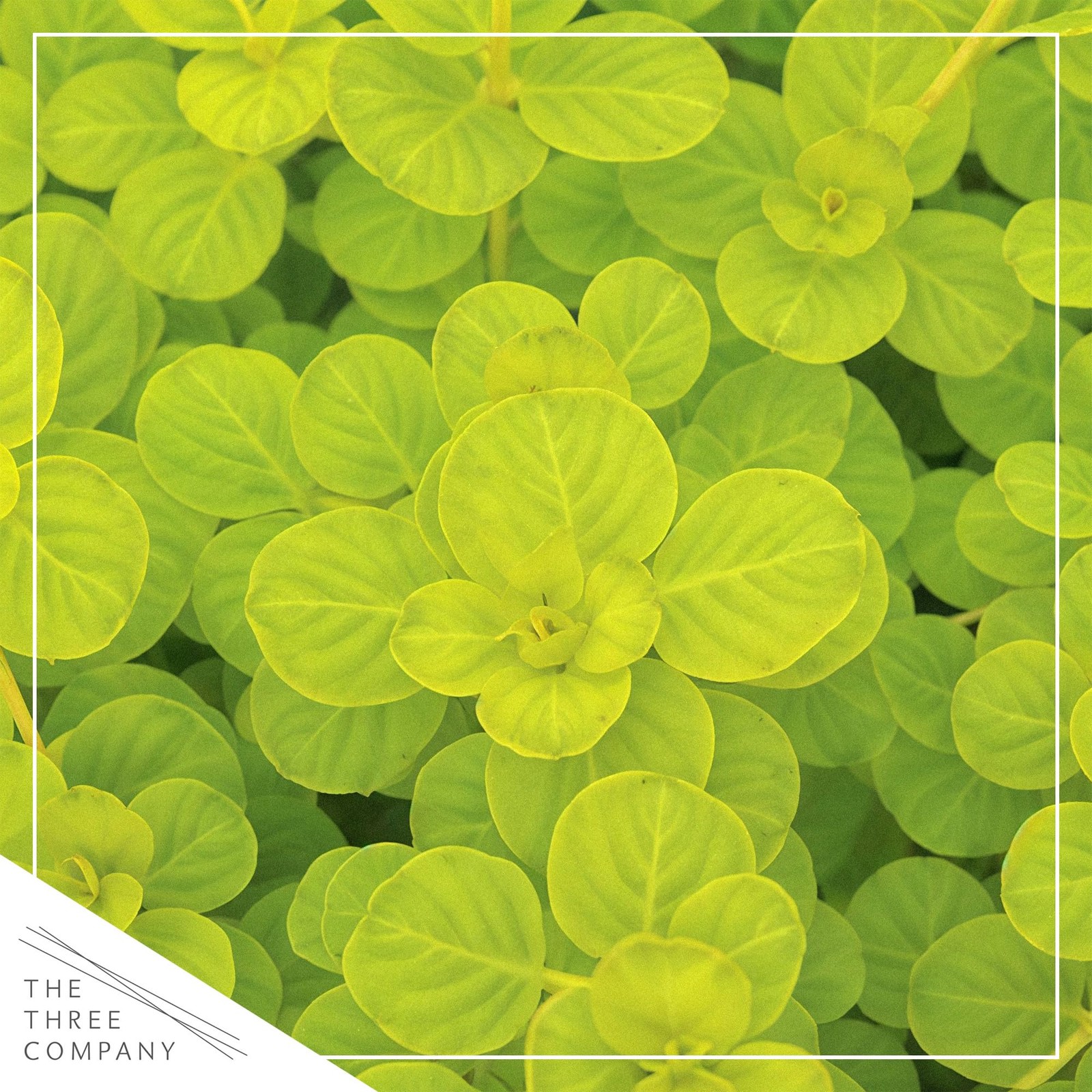 Creeping Jenny Live Plant (Lysimachia nummularia) – 2 Plants Per Pack – Healt…