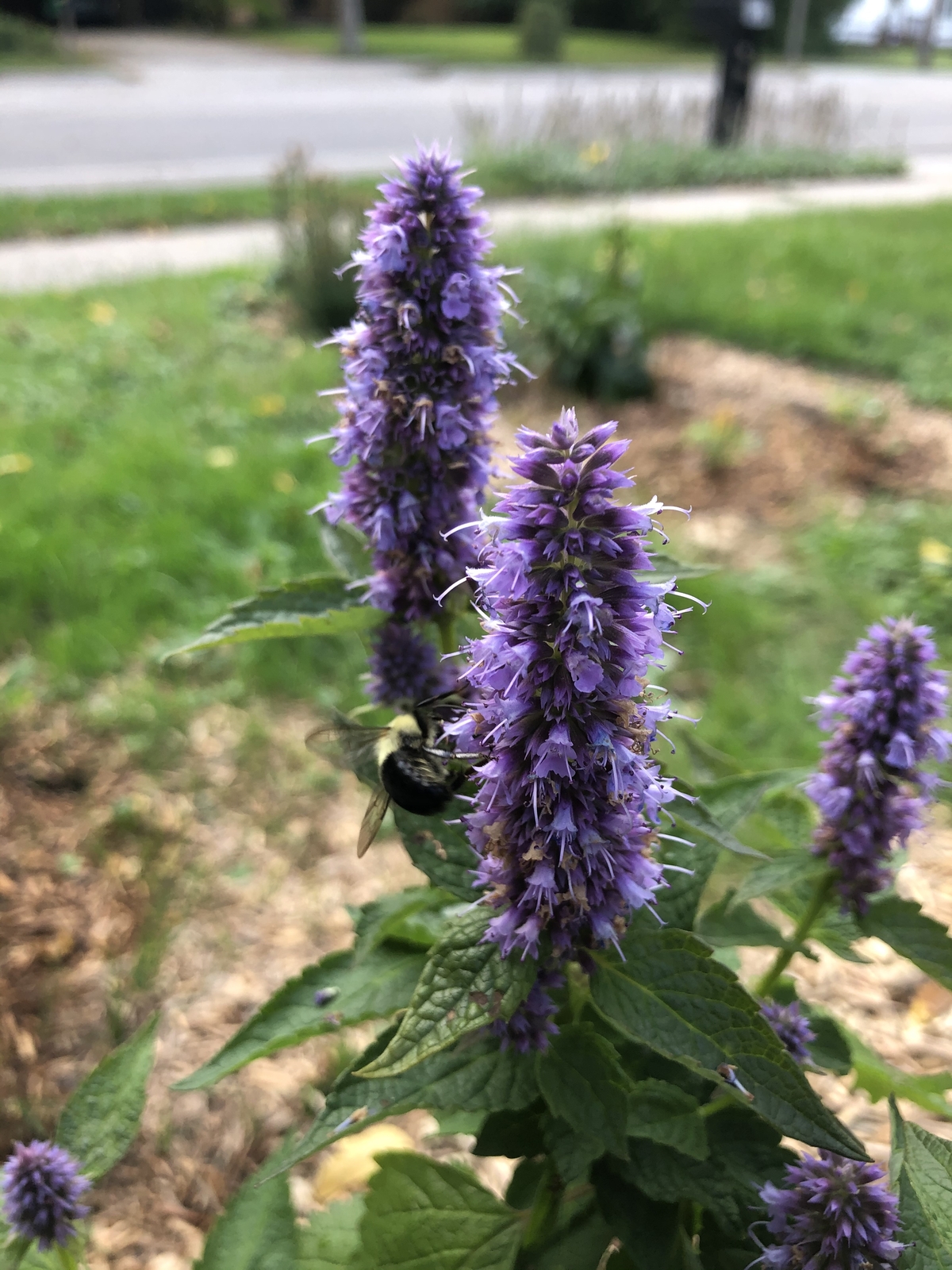 2000 AGASTACHE FOENICULUM Seeds (Anise Hyssop) | NON-GMO | Free shipping