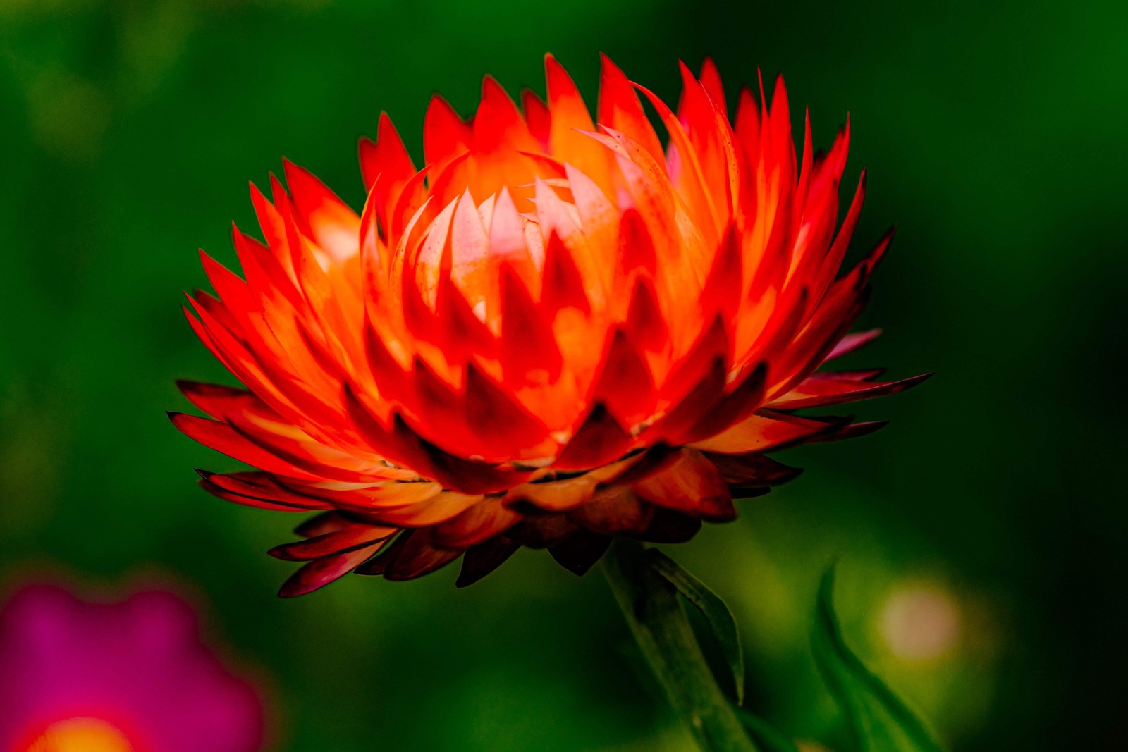 100 ORANGE DOUBLE STRAWFLOWER Helichrysum Monstrosum Flower Seeds