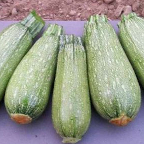 65+ GRAY ZUCCHINI SUMMER SQUASH FRESH FOR GARDENS