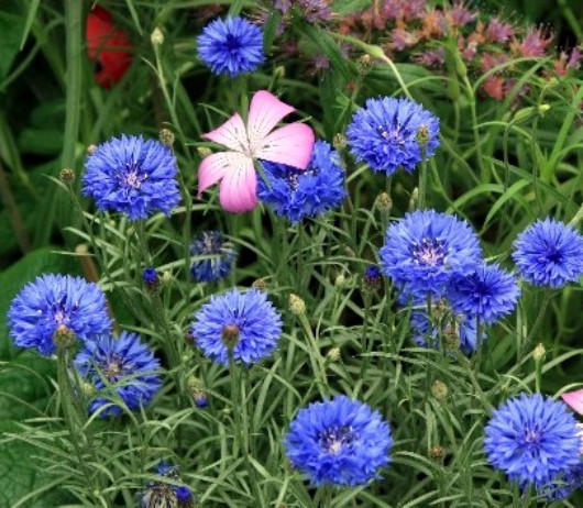1/2 oz Blue Bachelor Button Seeds,Tall Blue Cornflower Seeds, Bulk Flower 3000ct