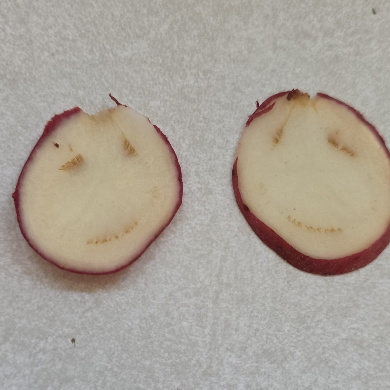 Red & White Potato Seed Pieces Cut Halves Tuber Sections for Planting