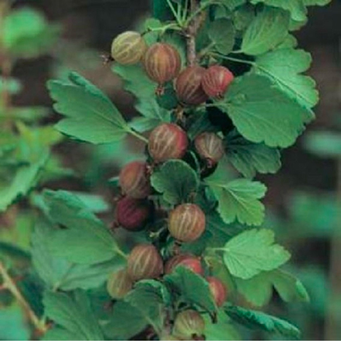 Pixwell Gooseberry, (Ribes Pixwell) well rooted starter plant 8-12 inches tall