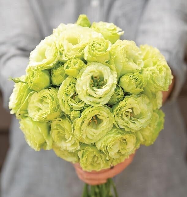20 Rosanne 2 Clear Green Lisianthus Flower Seeds for Planting -Pelleted Seed