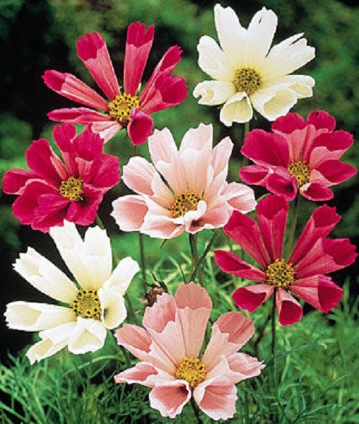 35+ Cosmos Seashells Mix Flower Seeds / Long Lasting Annual / Drought Tolerant