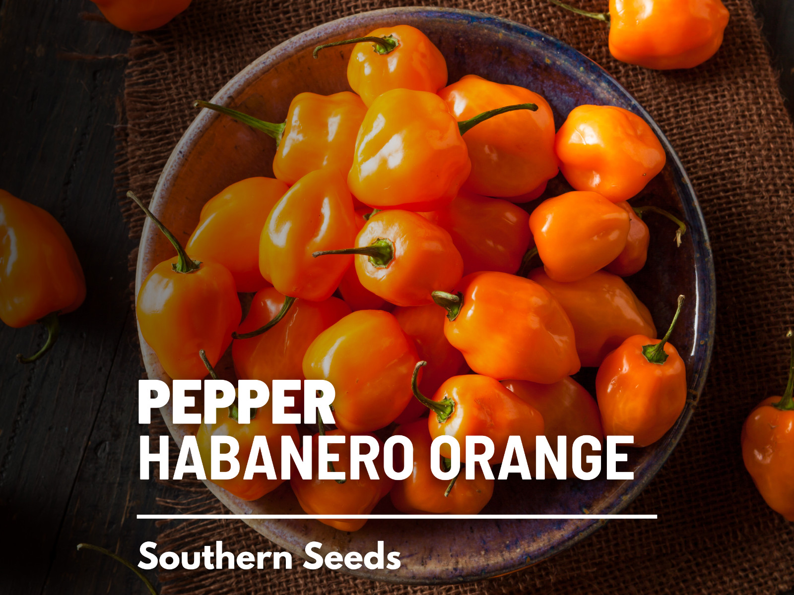 Pepper, Habanero Orange – 30 Seeds – Easy to Grow – Heirloom – GMO Free