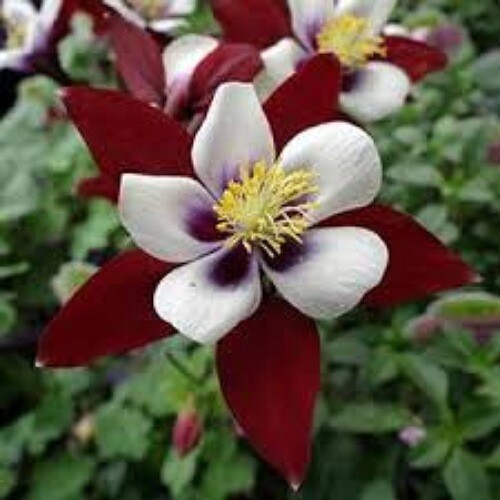 2024 Columbine flower seeds, mixed size and color, 100+ seeds