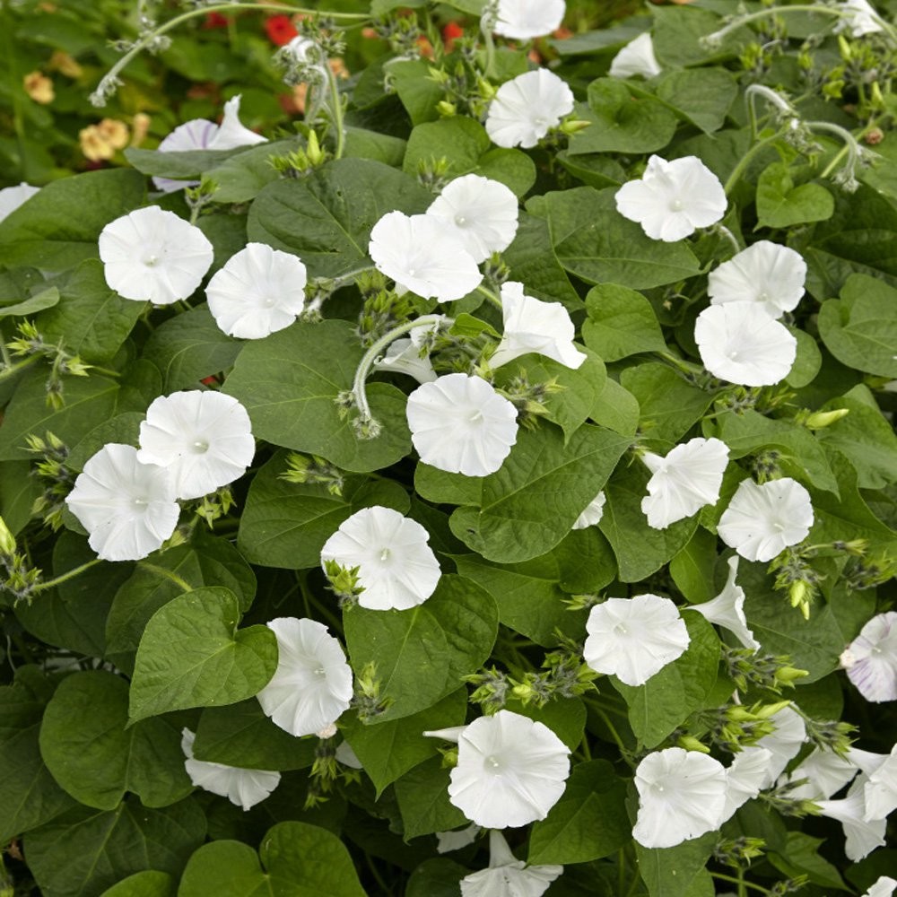 100 Seeds Moonflower Seeds – Moon Vine Ipomoea Alba Flower Seed