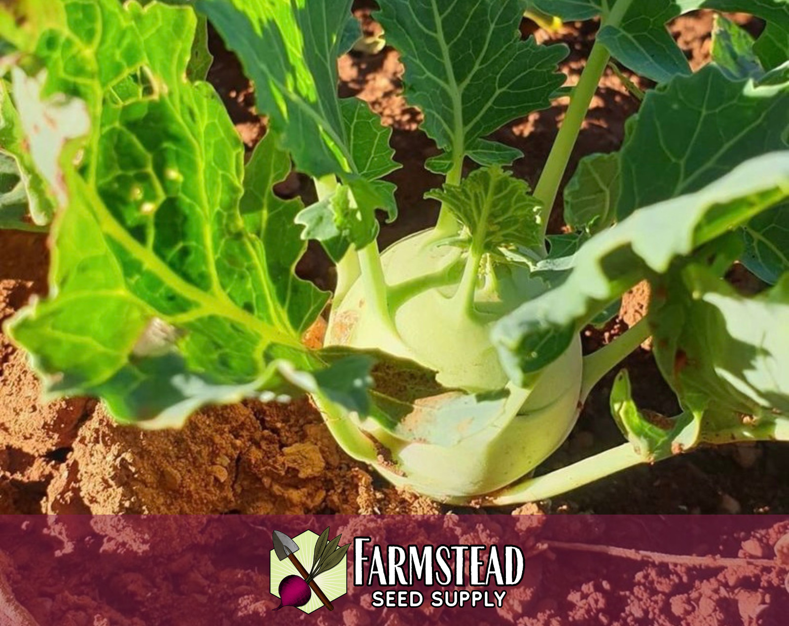 2,600+ Kohlrabi Seeds [Early White Vienna] Heirloom Vegetable Garden, Non-GMO