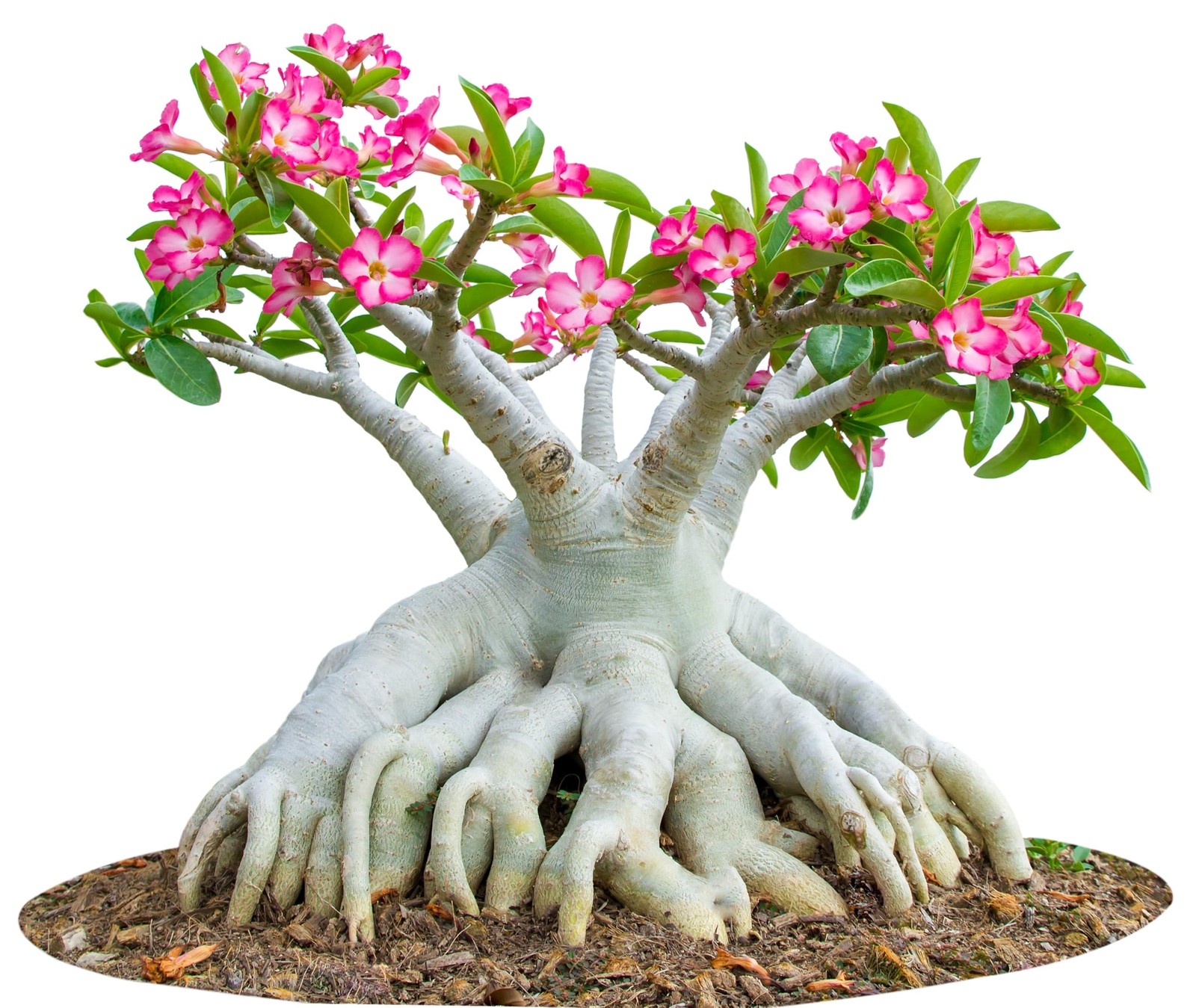 20 Desert Rose Seeds for Planting Mixed Color Ready to Grow Adenium Obesum Se…