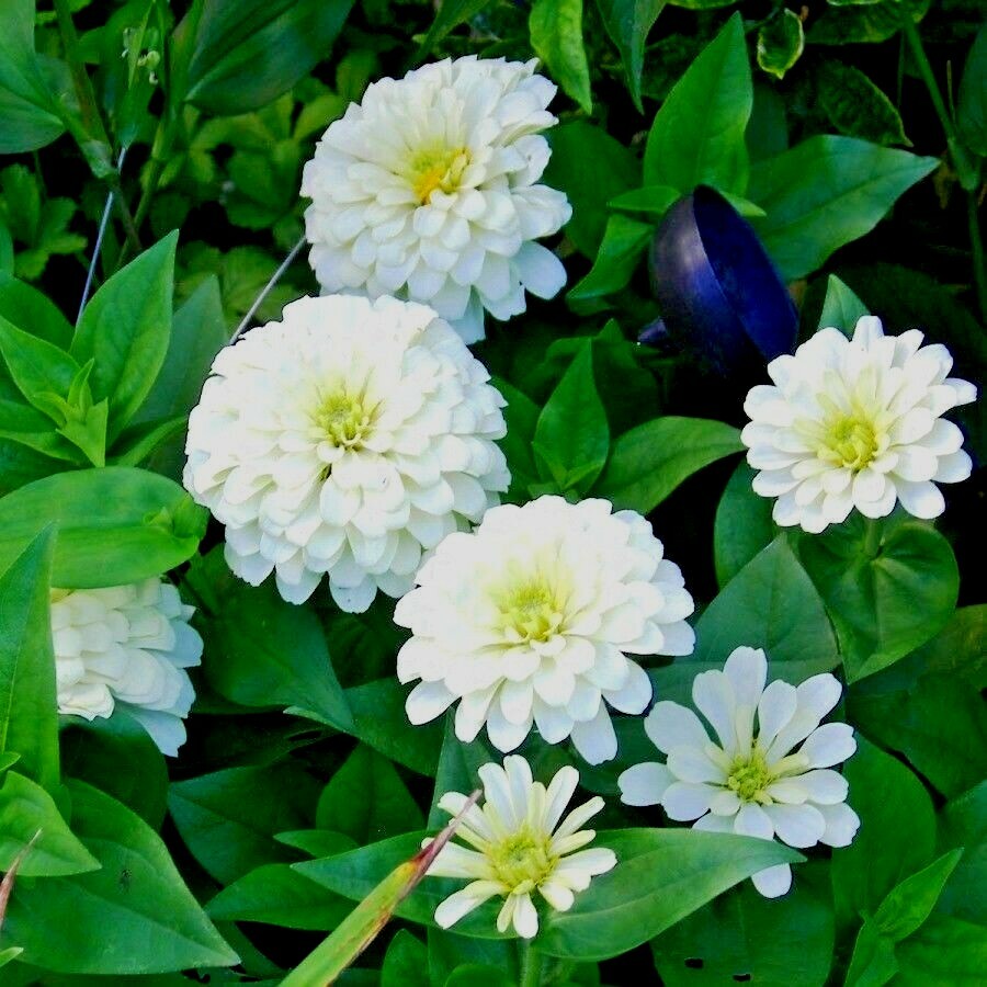 301+WHITE ZINNIA Flower Seeds Summer Flowering Annual Cut Flowers Garden Easy