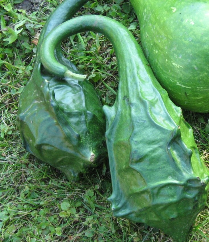 DRAGON GOURD SEEDS, 12 Seeds, Lagenaria siceraria, Caveman’s Club, Edible,