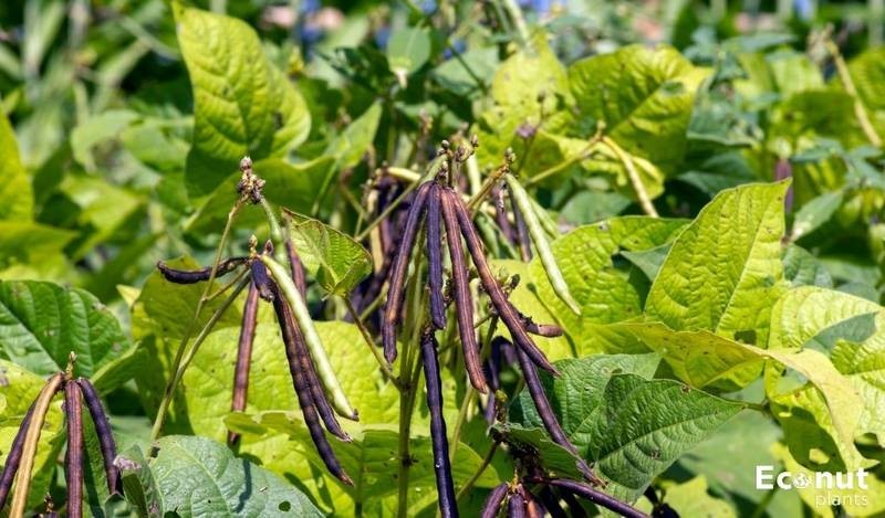 Brown Mung Bean Seeds (1 lb) / Bush Bean / Bean Sprouts / Sprouting seeds