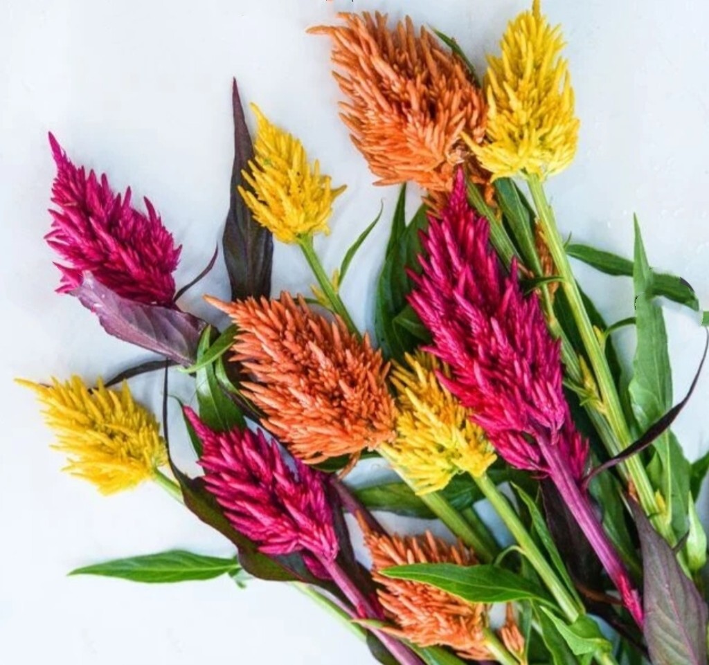 550 Pampas Plume Celosia Seeds Mix of 8 Varieties Pure heirloom seeds Cockscomb