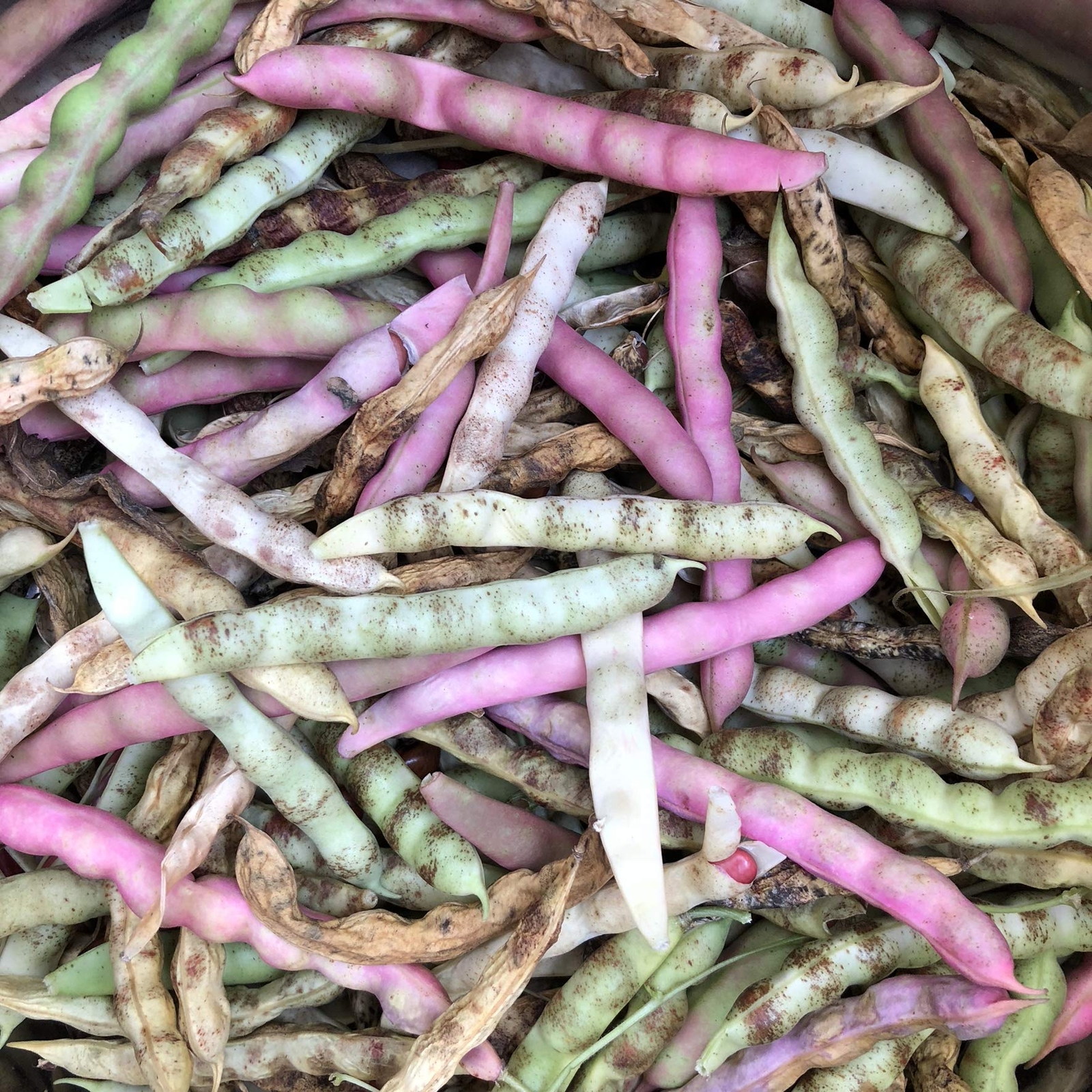 Little Red Cut Short Pole Beans – 200 Seeds