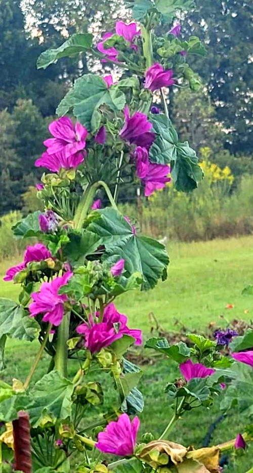 Malva Sylvestris ‘Zebrina’ Perennial Flower 35 Seeds French Hollyhocks Organic