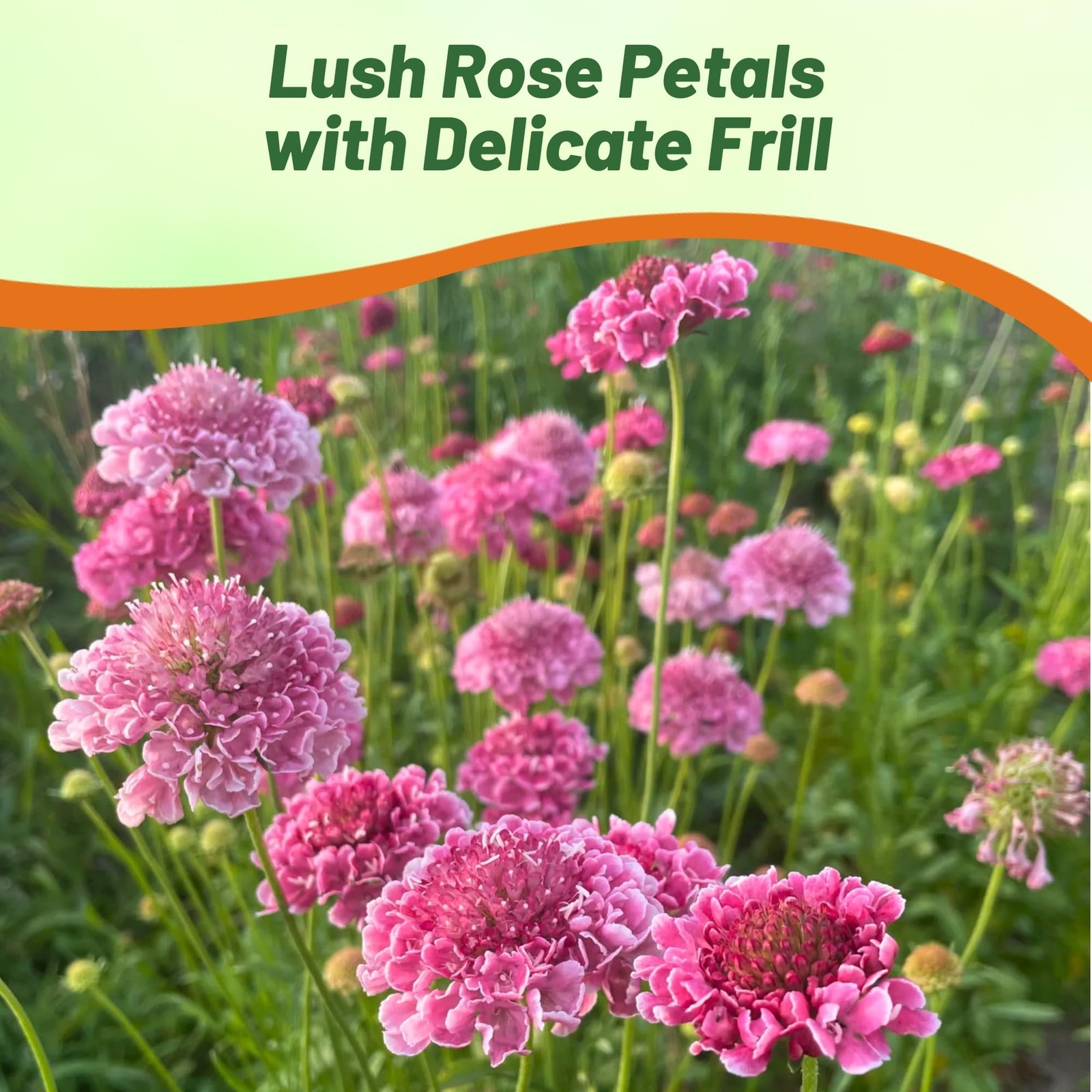 200 Seeds Scabiosa Rose Drought Tolerant Pincushion Garden Flower Plant Seeds
