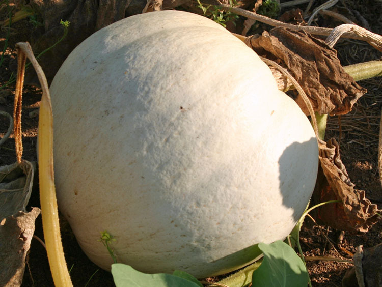 Casper White Pumpkin Seeds, (10-16 lbs.), Cucurbita pepo