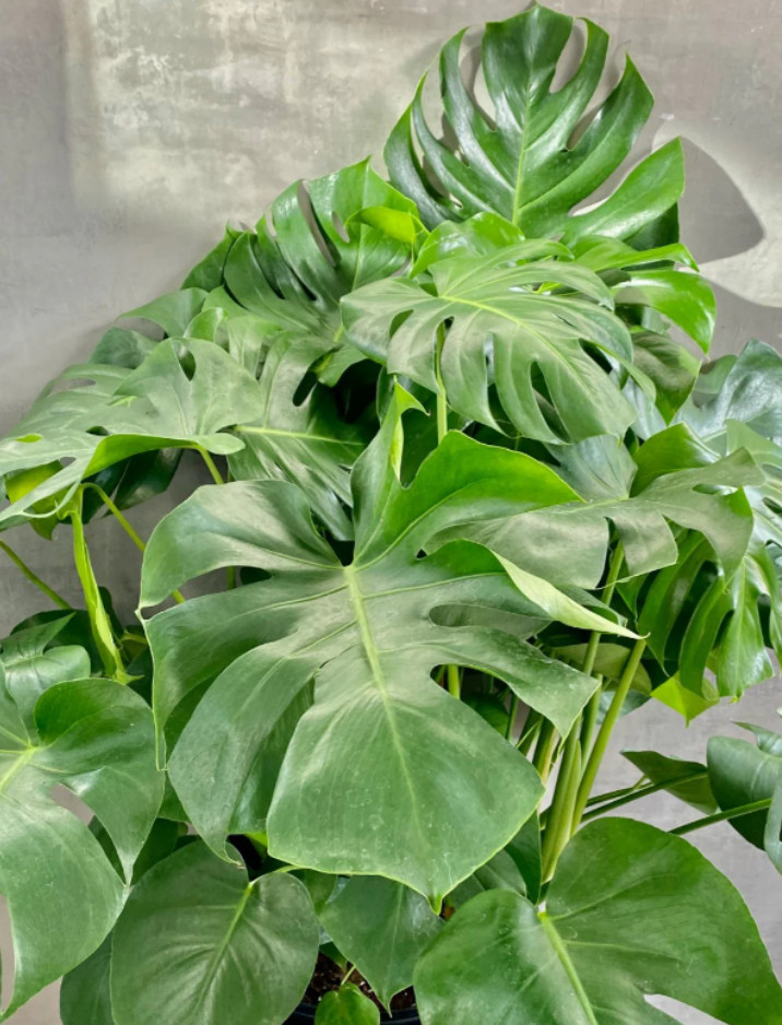 Philodendron Monstera Deliciosa Live Plant – 8-12″ Tall – Split-Leaf Tropical