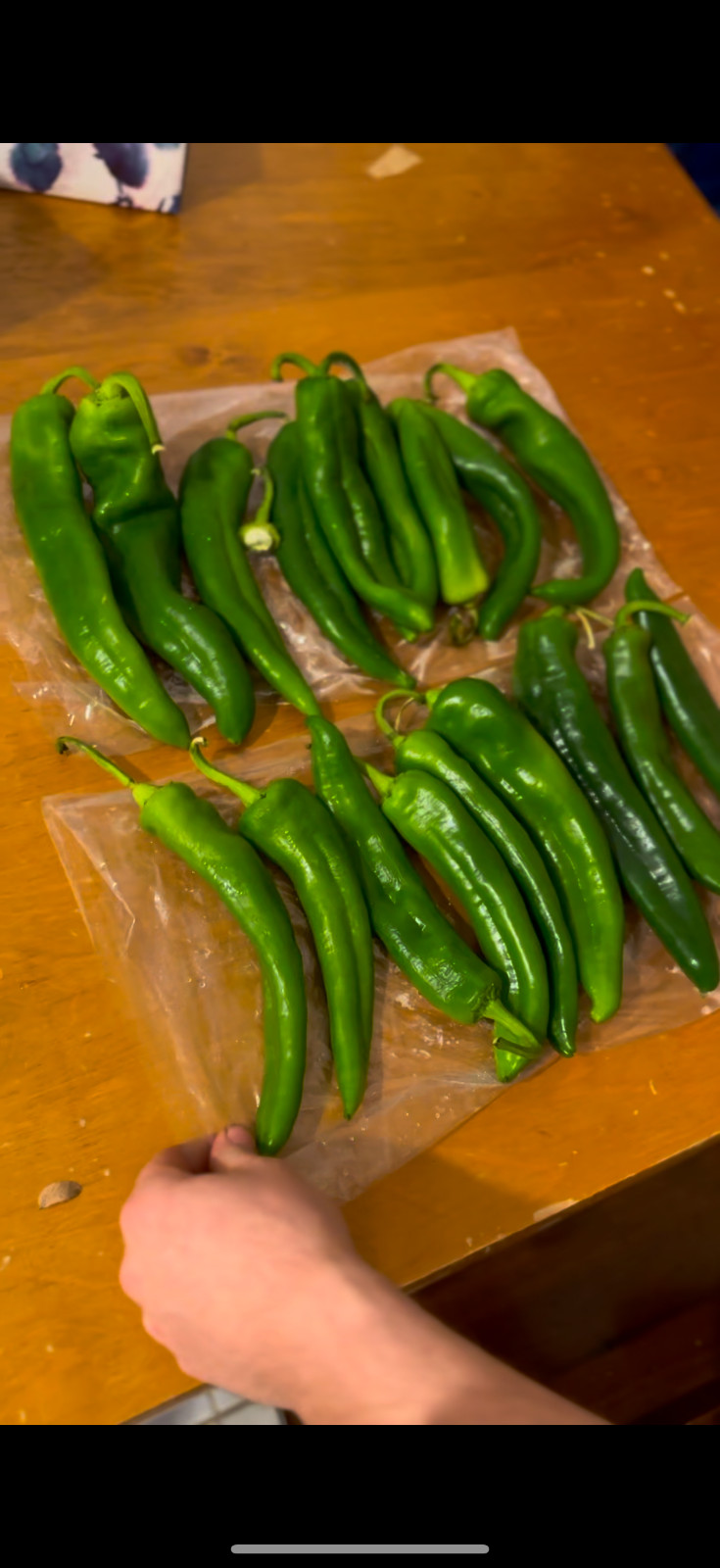 hatch green chile seeds