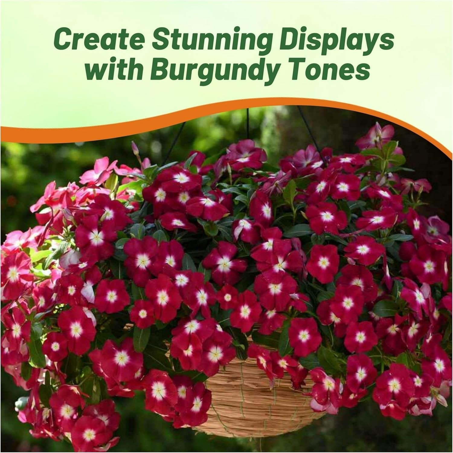 50 Seeds Drought Tolerant Burgundy Vinca Flower & Ground Cover Plant Seed
