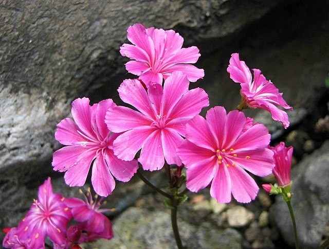 Lewisia cotyledon | Sunset Rosy Pink | 10 Seeds