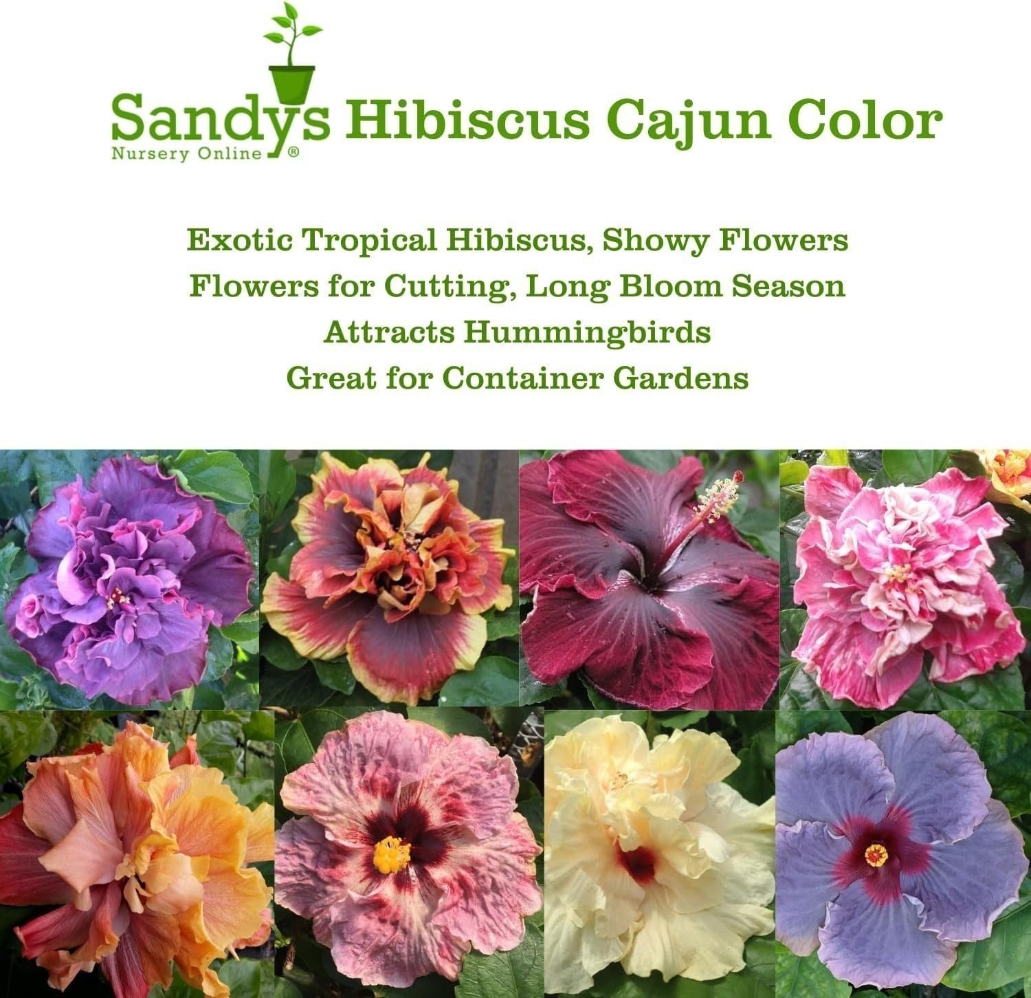 Hibiscus Cajun Color Purple Magic Starter Plant