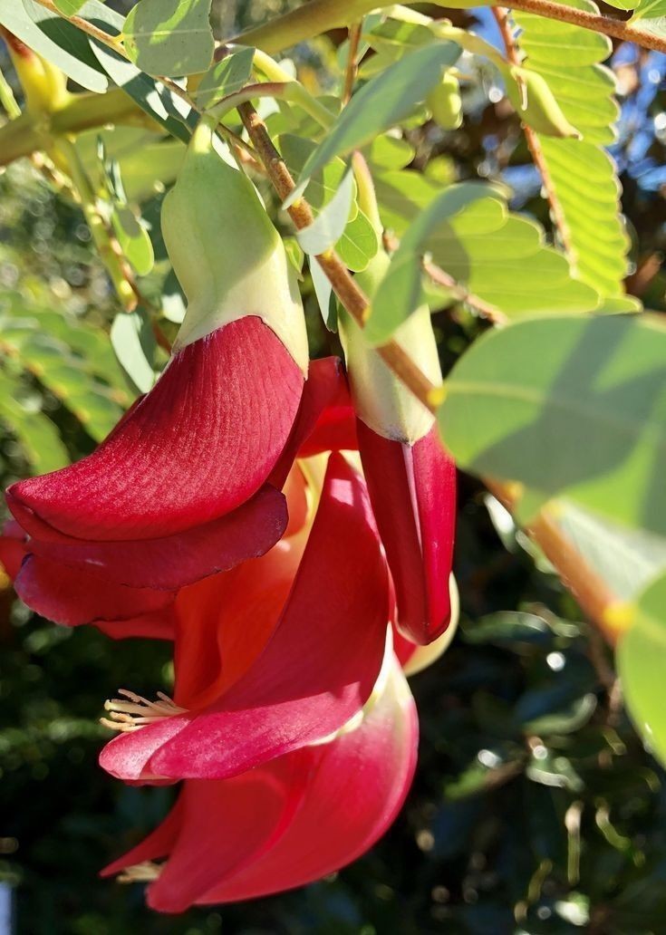 20+ Fresh Seeds, Red Hummingbird Tree (Sesbania Grandiflora) Agati Flower Plant