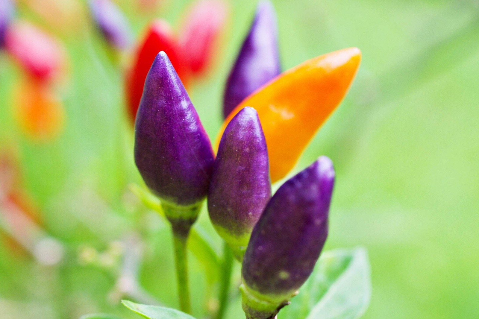 50 Variegated PURPLE TIGER PEPPER Trifetti Tricolor Capsicum Annuum Medium Hot V